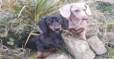 Miniature Dachshund dogs - Advert 3