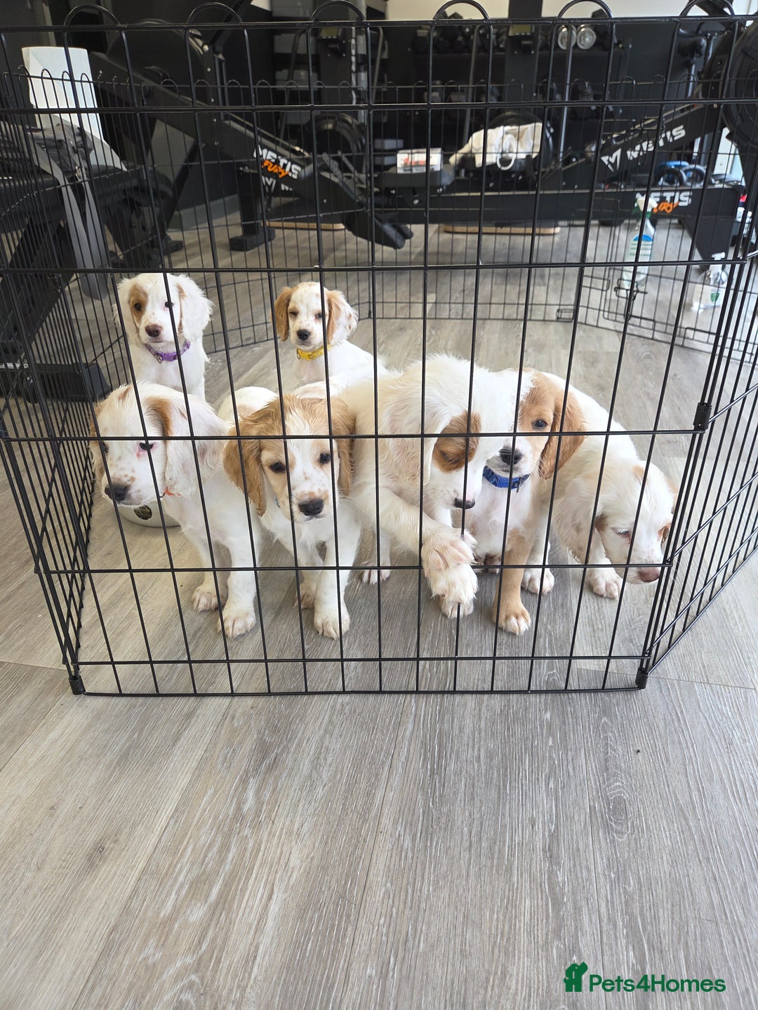 Cocker Spaniel dogs for sale: Cocker spaniels - Image 20