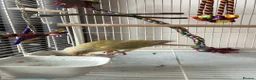 Conures birds for sale: Young hand reared super take green cheek conure  in London - Advert 7