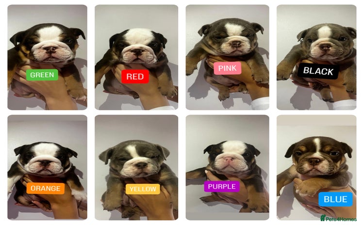 English Bulldog dogs - Advert 2