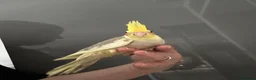 Cockatiels birds for sale: Hand tame cockatiels  - Advert 3