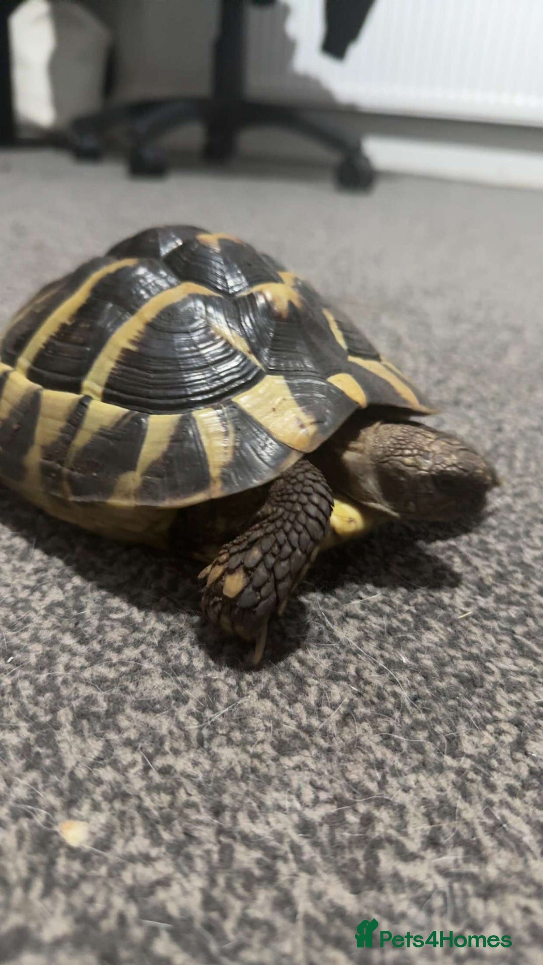 Hermann Tortoise reptiles for sale: Female Hermann tortoise - Advert 3