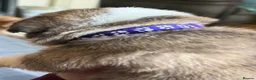 Mixed Breed dogs for sale: Puppies mixed bread  in Stoke-on-Trent - Advert 10