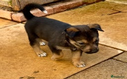 Mixed Breed dogs for sale: Sprollie x husky puppies  - Image 28