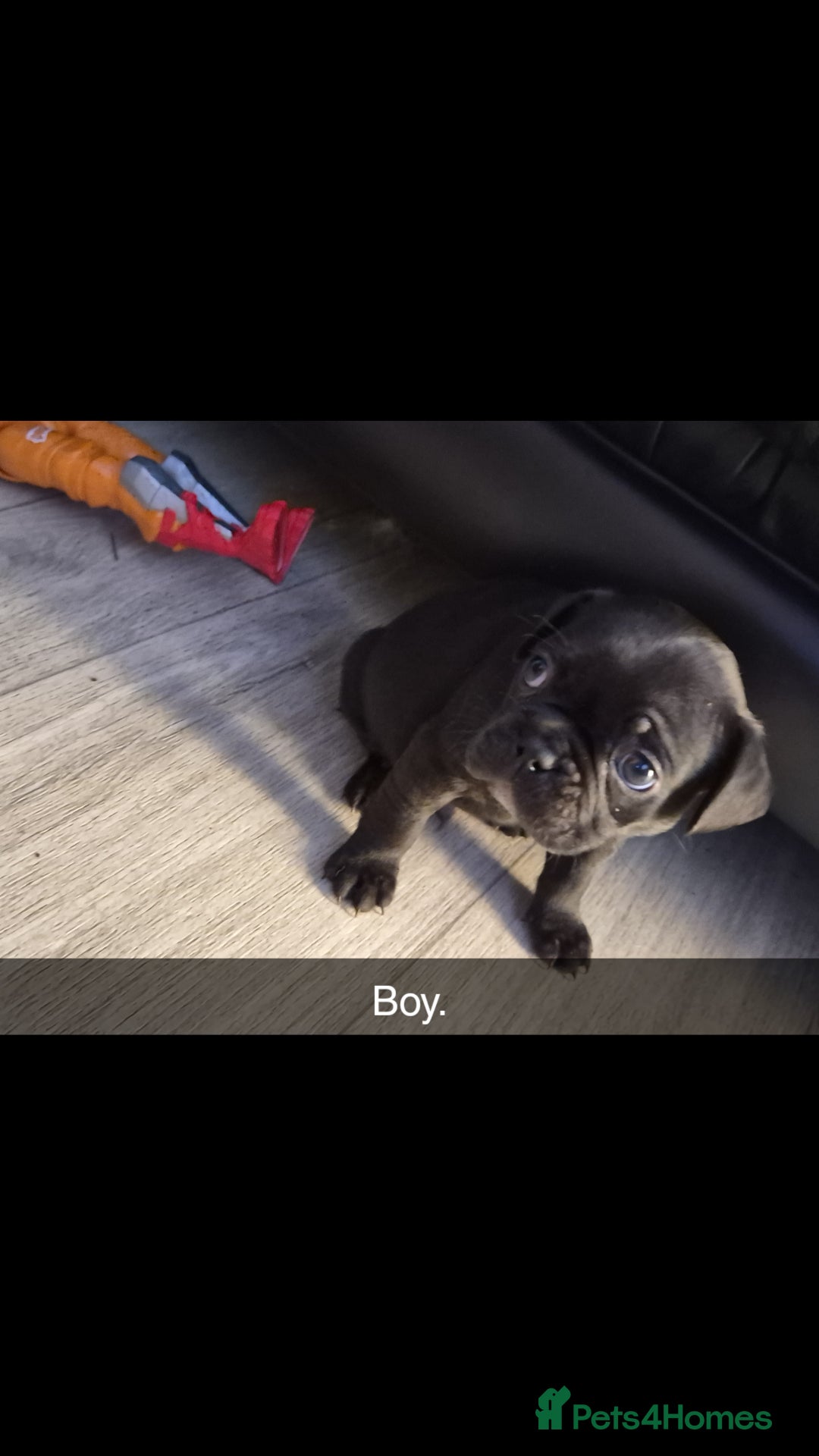 Mixed Breed dogs for sale: Frenchie X Alapaha  - Image 8