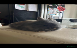 Lionhead rabbits for sale: Beautiful fluffy pure bred lion heads - Image 4