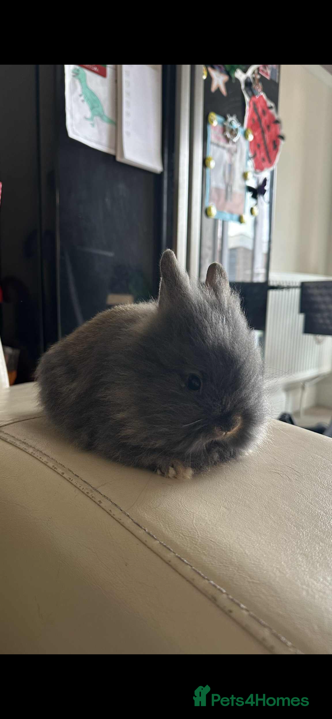 Lionhead rabbits for sale: Beautiful fluffy pure bred lion heads - Image 4