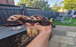 Ferret rodents for sale: 2 female polecat ferrets - Image 1