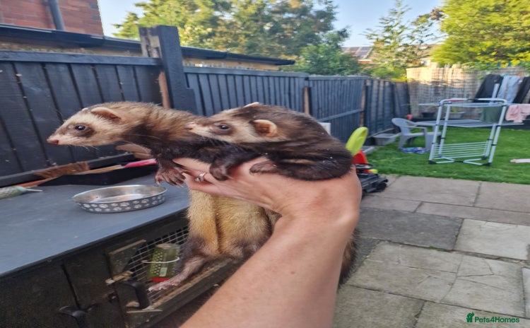 Ferret rodents - Advert 1