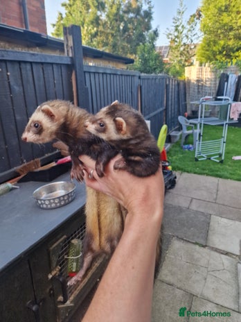 Ferret rodents - Advert 5