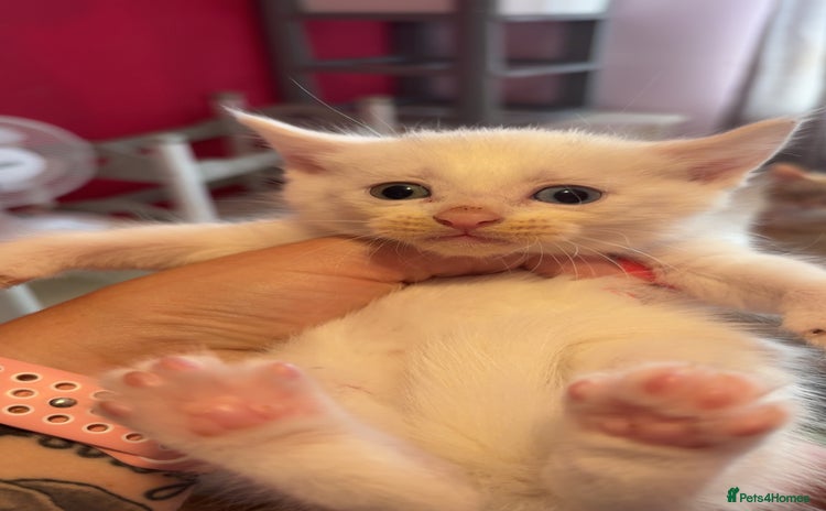 Domestic Shorthair cats - Advert 1