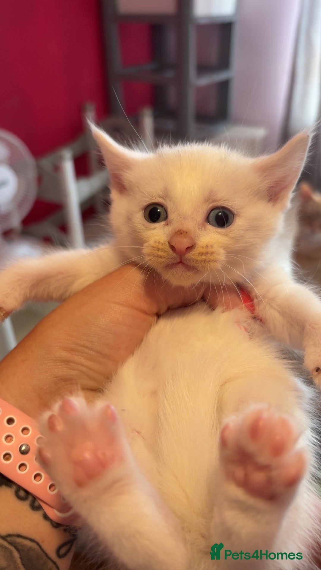 Domestic Shorthair cats for sale: 3 white kittens with blue eyes  - Image 1