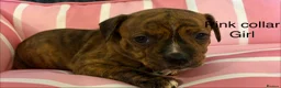 Staffordshire Bull Terrier dogs for sale: Stunning litter of Staffies  - Advert 14