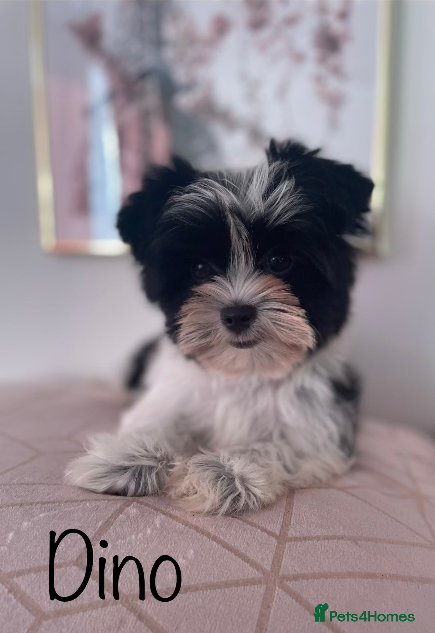 Yorkshire Terrier dogs Beautiful small Biewer Yorkshire Terrier Pedigree  - Advert 4