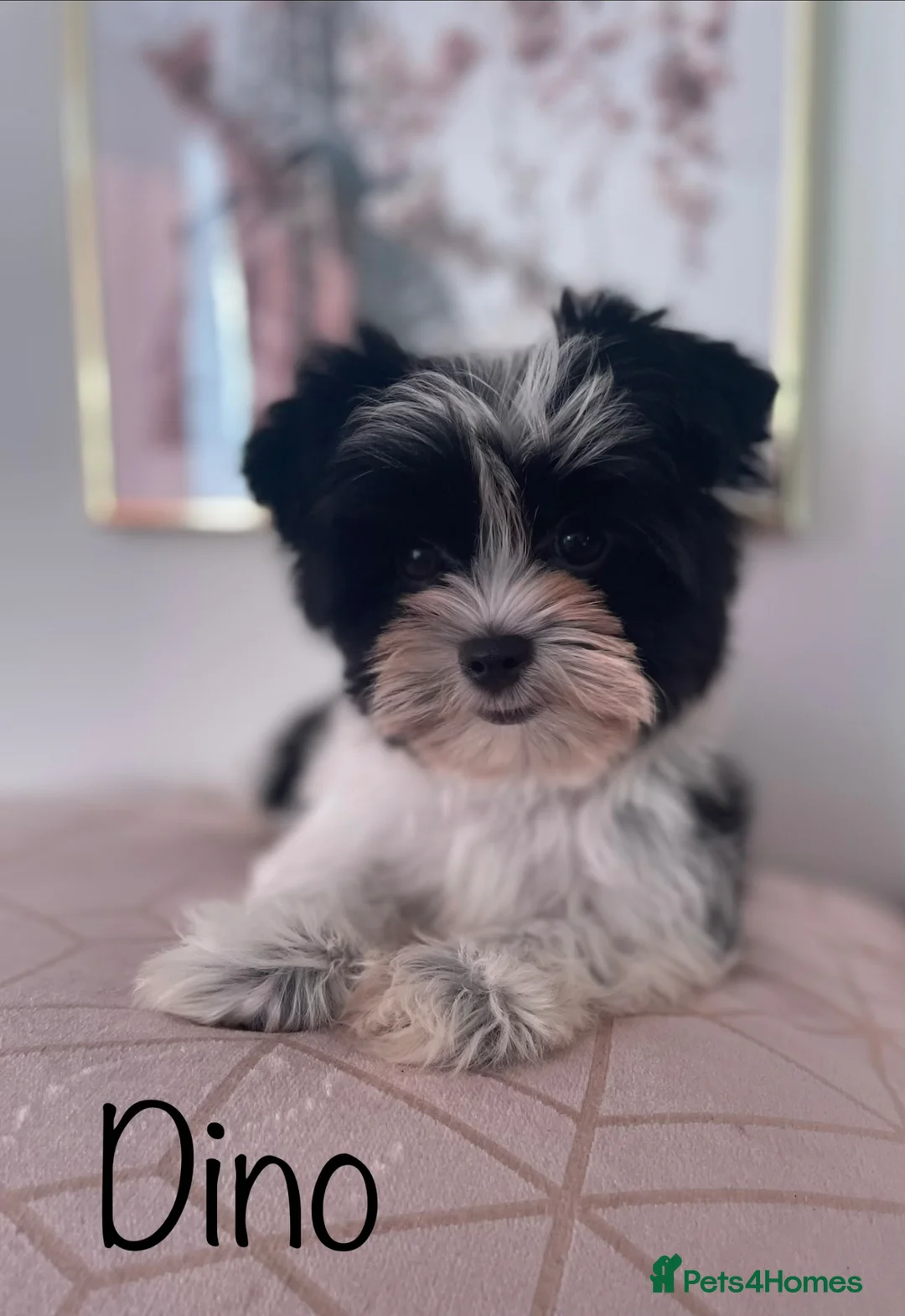 Yorkshire Terrier dogs for sale: Beautiful small Biewer Yorkshire Terrier Pedigree  - Advert 1