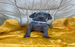 Weimaraner dogs for sale: KC Weimaraner puppies  - Image 4