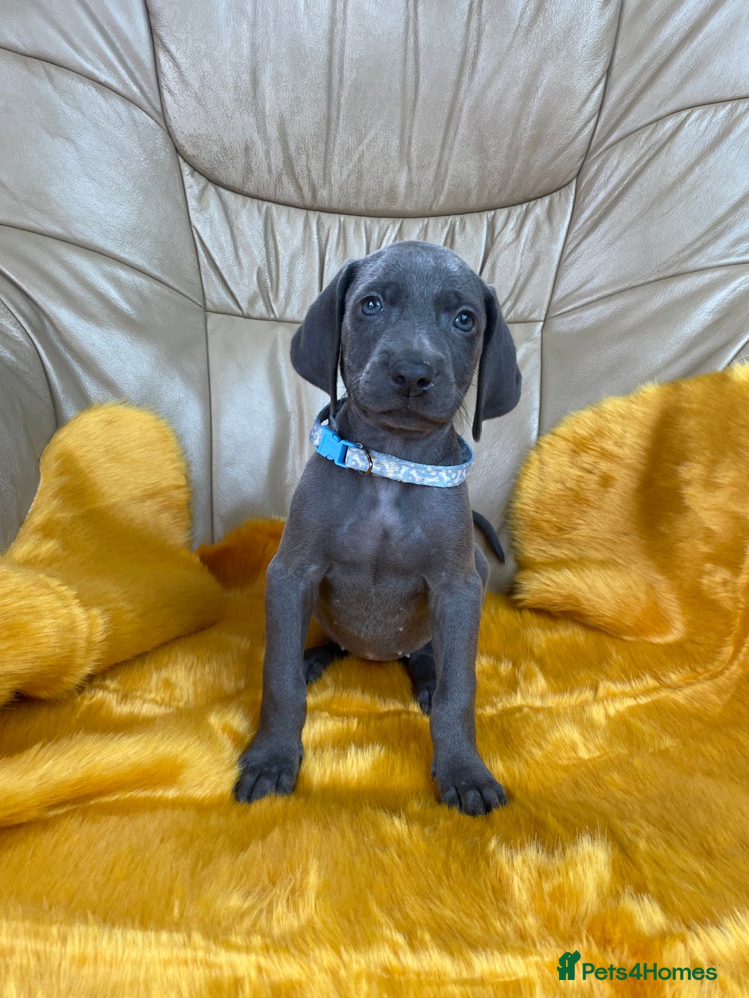 Weimaraner dogs for sale: KC Weimaraner puppies  - Image 4