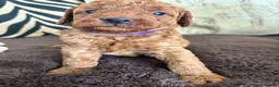 Labradoodle dogs for sale: Curly red Labradoodle F1b - Advert 17