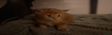 Maine Coon 5