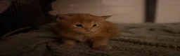 Maine Coon cats for sale: 6 pedigree Mainecoon kittens  - Advert 2