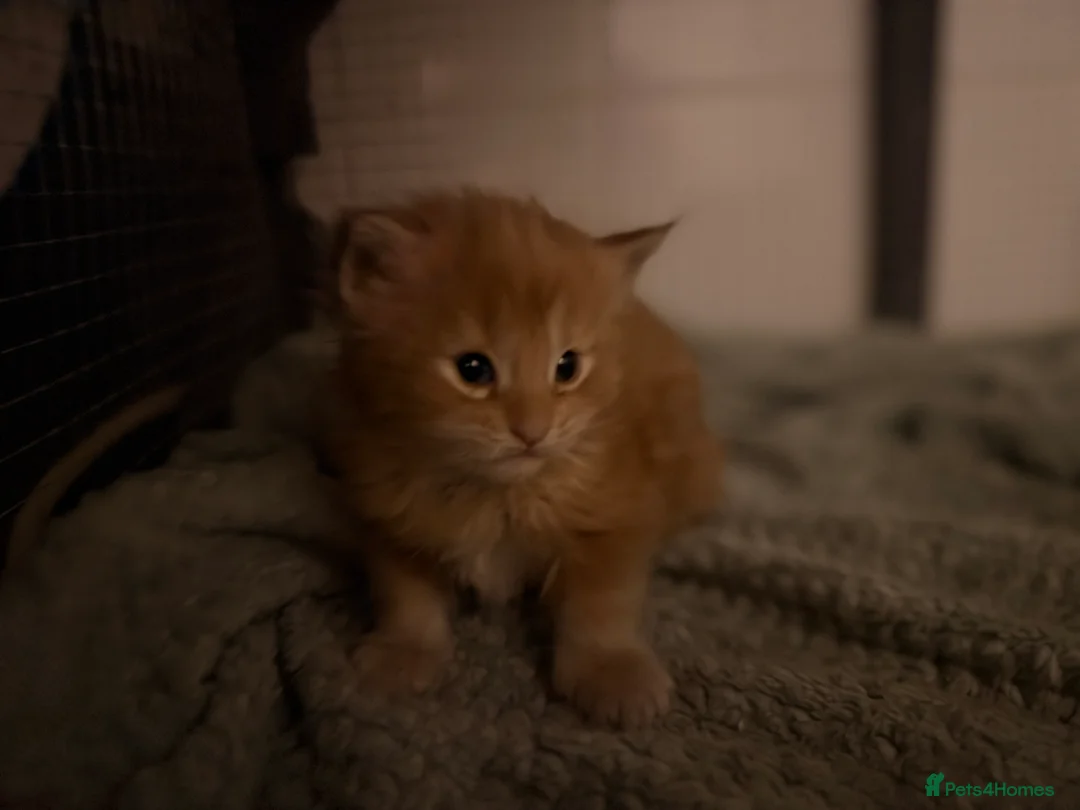 Maine Coon cats for sale: 6 pedigree Mainecoon kittens  - Advert 2
