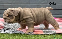 English Bulldog dogs for sale: Outstanding English bulldog puppies - Image 25