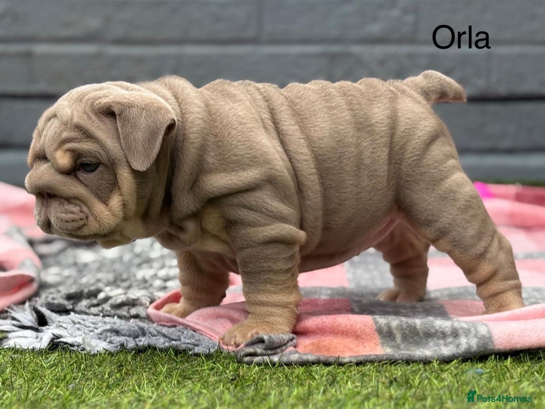 English Bulldog dogs for sale: Outstanding English bulldog puppies - Image 25