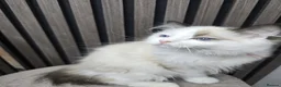 Ragdoll cats for sale: TICA Registered Pedigree Ragdoll Kittens - Advert 10