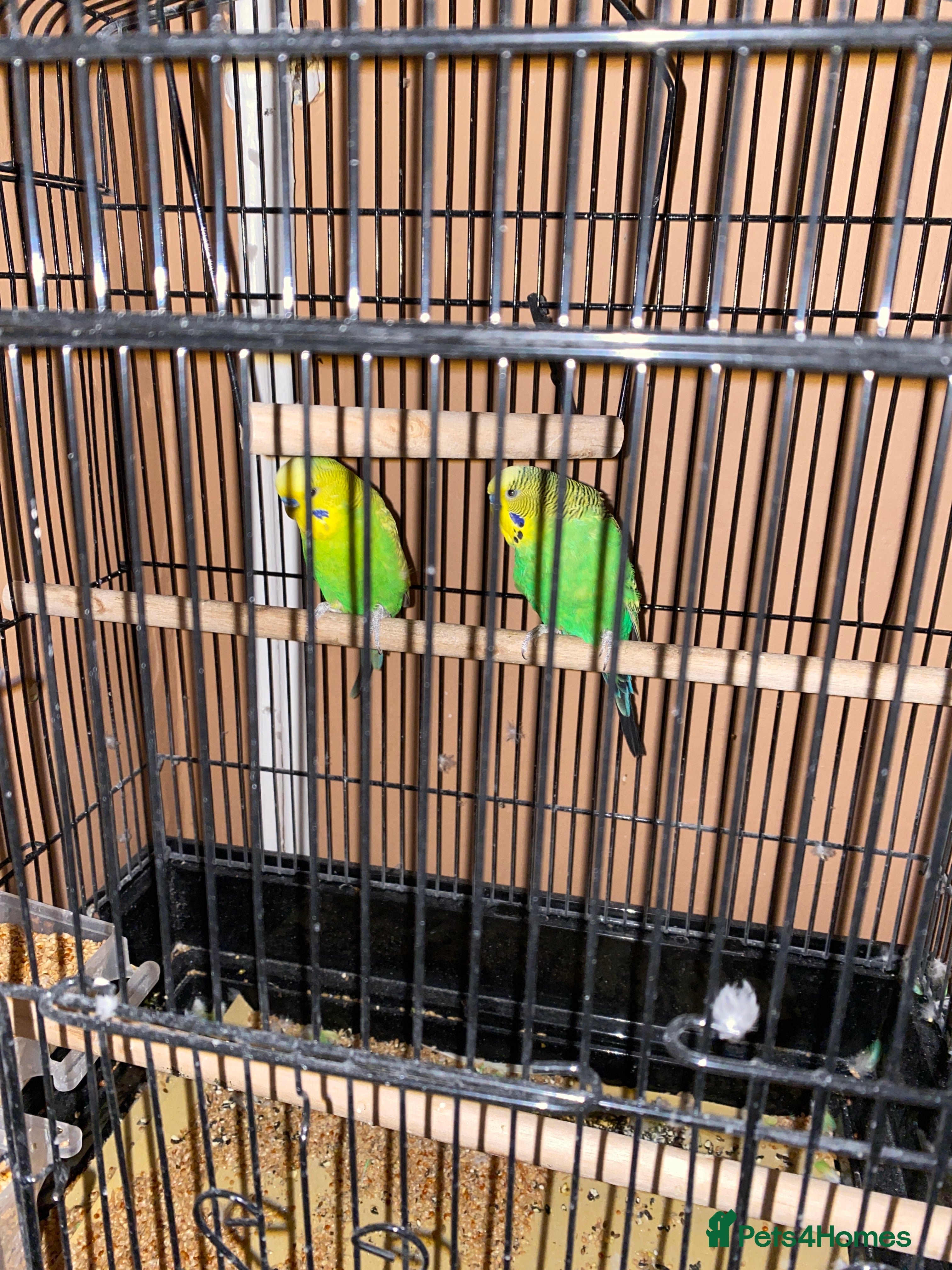 Budgerigars birds 2 budgies looking for a loving home - Advert 1