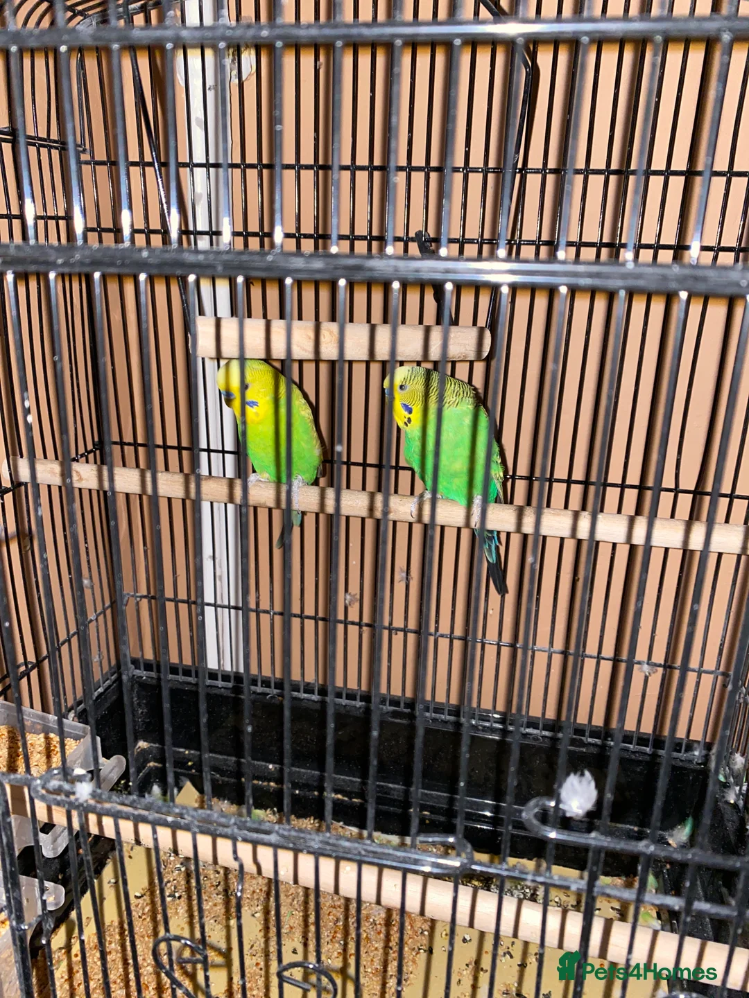 Budgerigars birds for sale: 2 budgies looking for a loving home - Advert 1