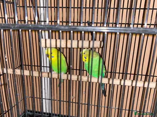 Budgerigars birds 2 budgies looking for a loving home - Advert 1