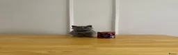 British Shorthair cats for sale: GCCF Pedigree British Shorthair Kittens -blue/grey - Advert 5