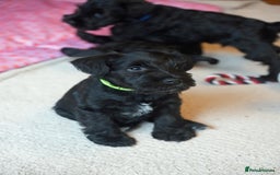 Miniature Schnauzer dogs for sale: KC registered Miniature Schnauzers lovingly reared - Image 4