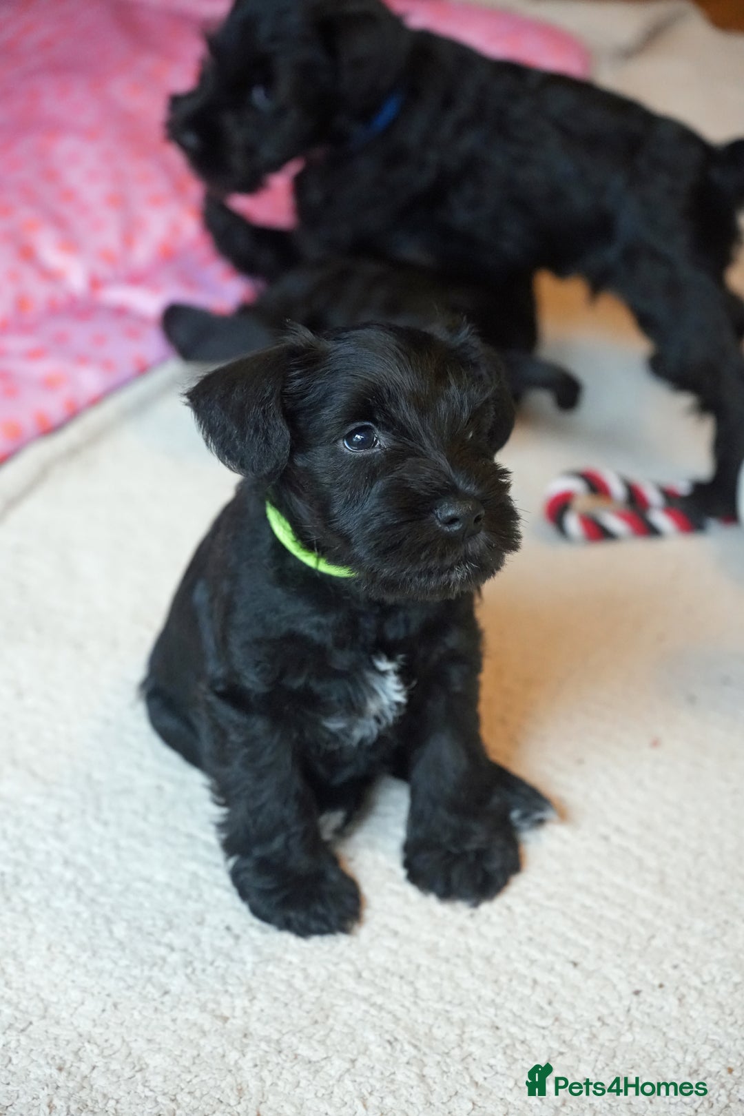 Miniature Schnauzer dogs for sale: KC registered Miniature Schnauzers lovingly reared - Image 4