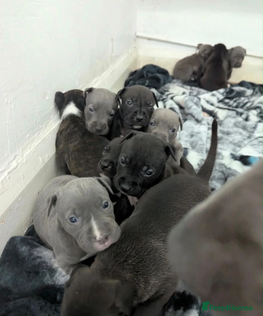 Staffordshire Bull Terrier dogs for sale: Stunning original black/blue Staff pups *rare* - Advert 18