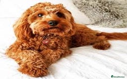 Cavapoo dogs for sale: Toy f1b cavapoo puppies - Image 10