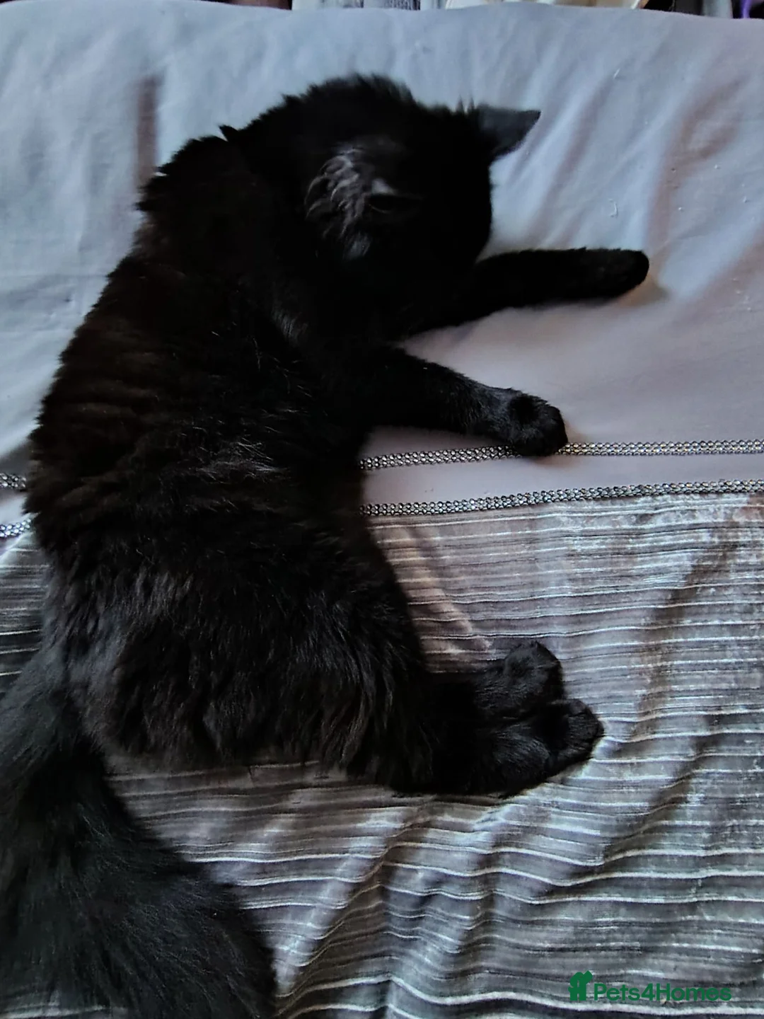 British Longhair cats for sale: Beautiful 20 month old Marley in Clitheroe - Advert 2
