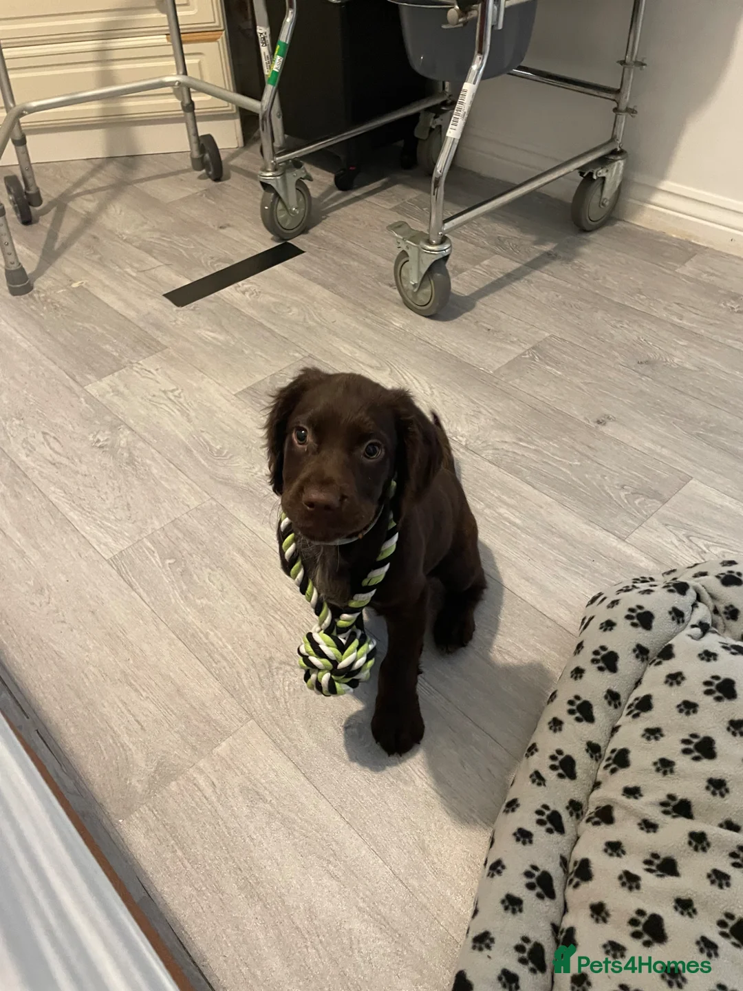 Mixed Breed dogs for sale: 11 week old sprocker male - Advert 2