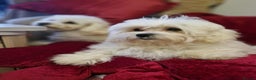 Maltipoo dogs for sale: Gorgeous Maltipoo boy - Advert 3