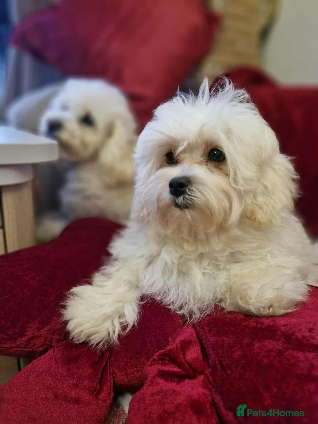 Maltipoo dogs for sale: Gorgeous Maltipoo boy - Advert 3