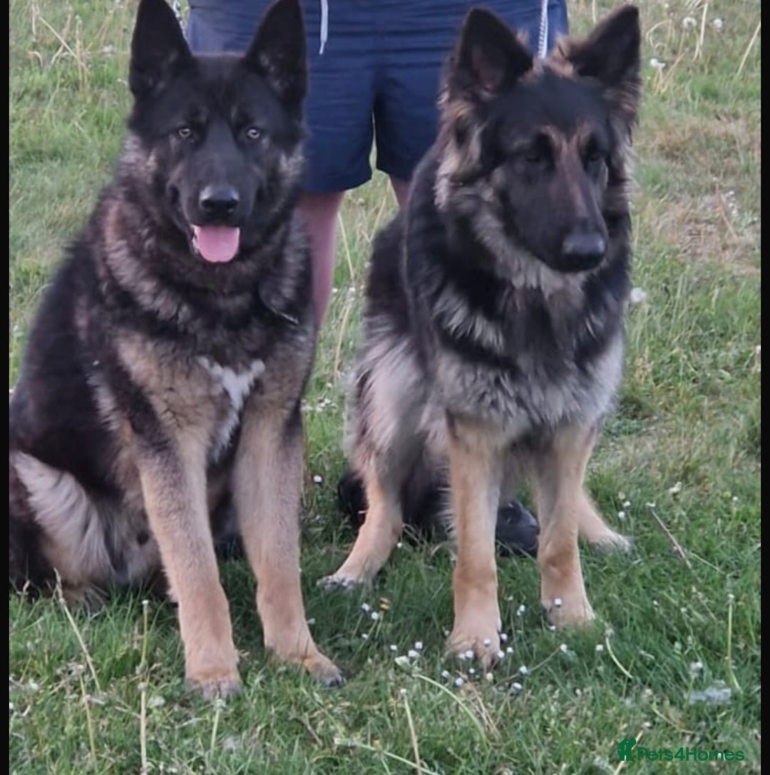 German Shepherd dogs for sale: CUTE 3/4 GERMAN SHEPHERD PUPPIES READY 27th AUGUST - Image 10