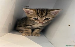 British Shorthair cats for sale: 4 beautiful kittens - Image 2