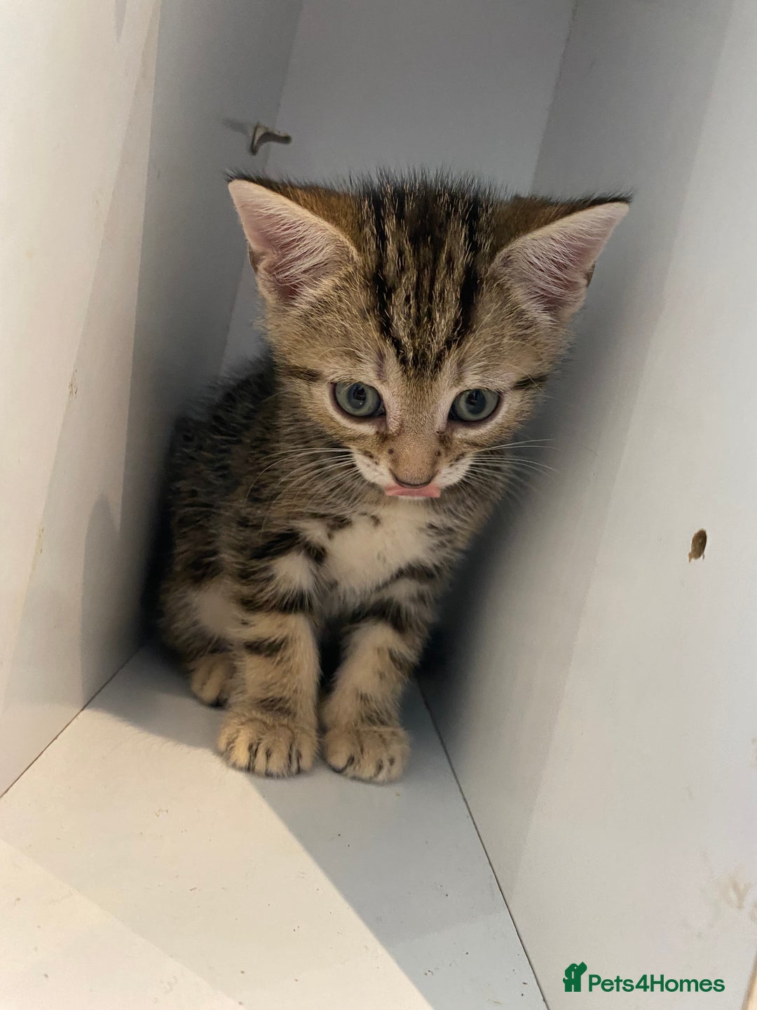 British Shorthair cats for sale: 4 beautiful kittens - Image 2