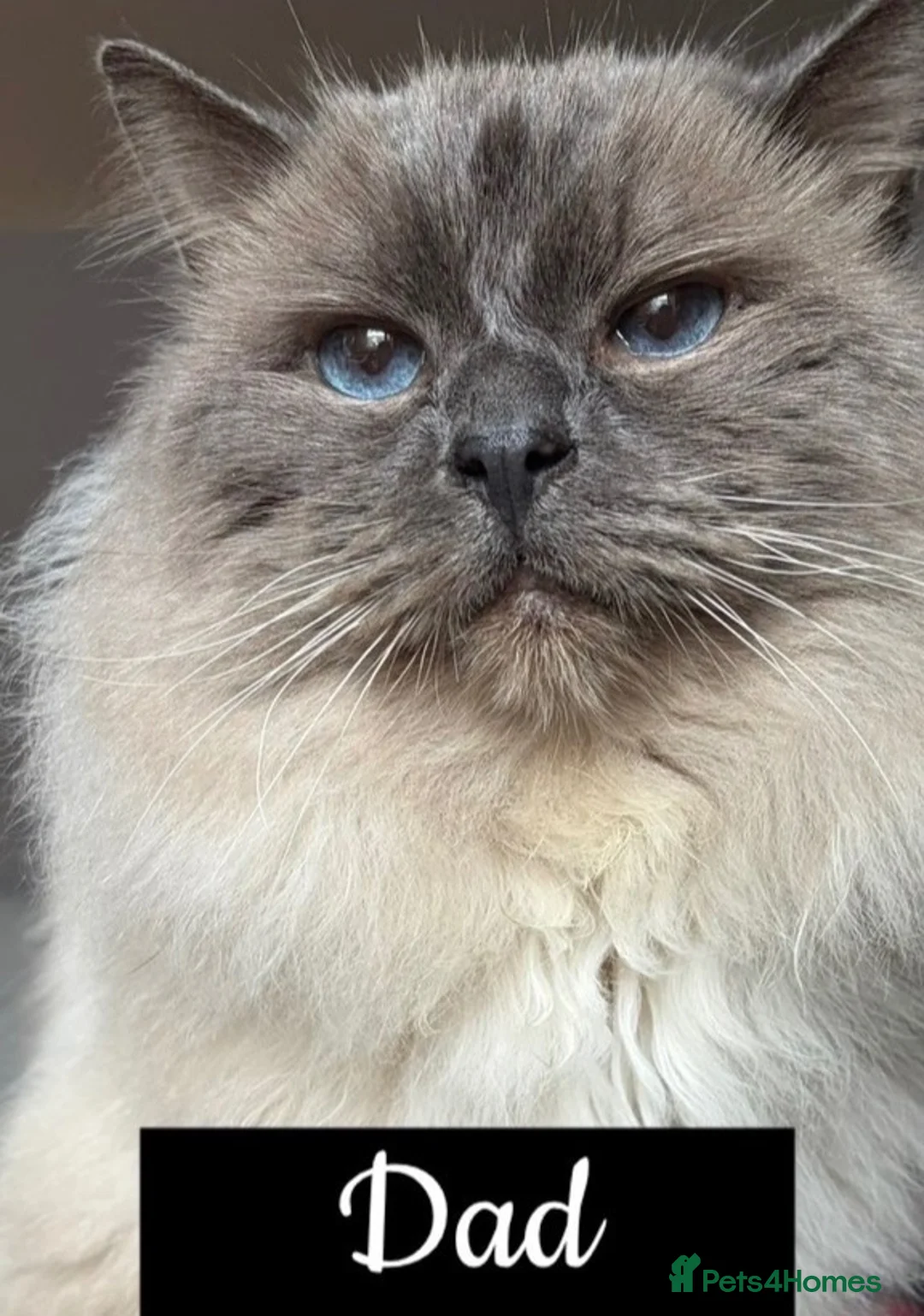 Mixed Breed cats for sale: Ragdoll x DSH kittens - Advert 1