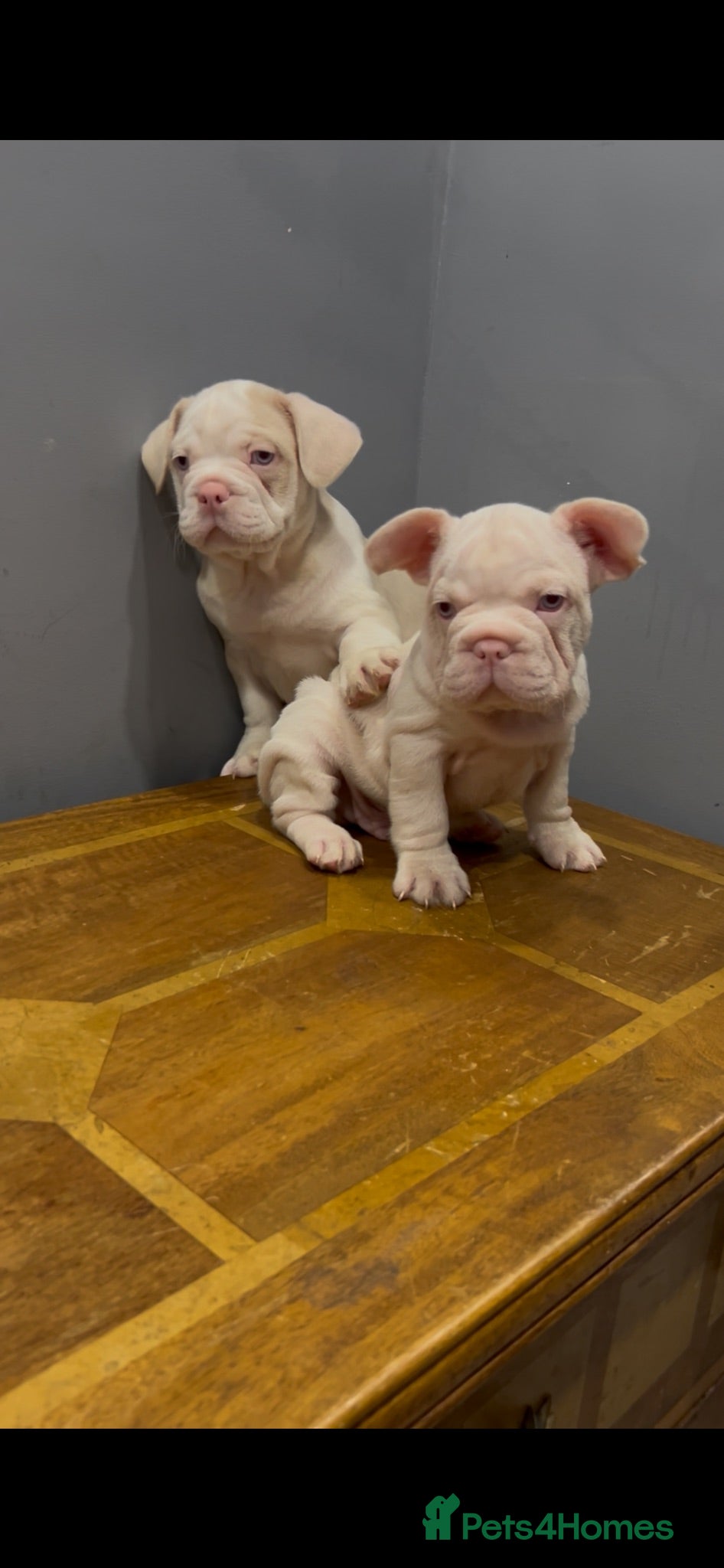 French Bulldog dogs French bulldog pink puppies for sale  - Advert 1