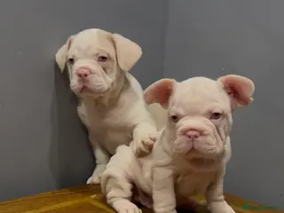 French Bulldog dogs French bulldog pink puppies for sale - Advert 1