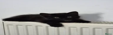 Black and white kitten
