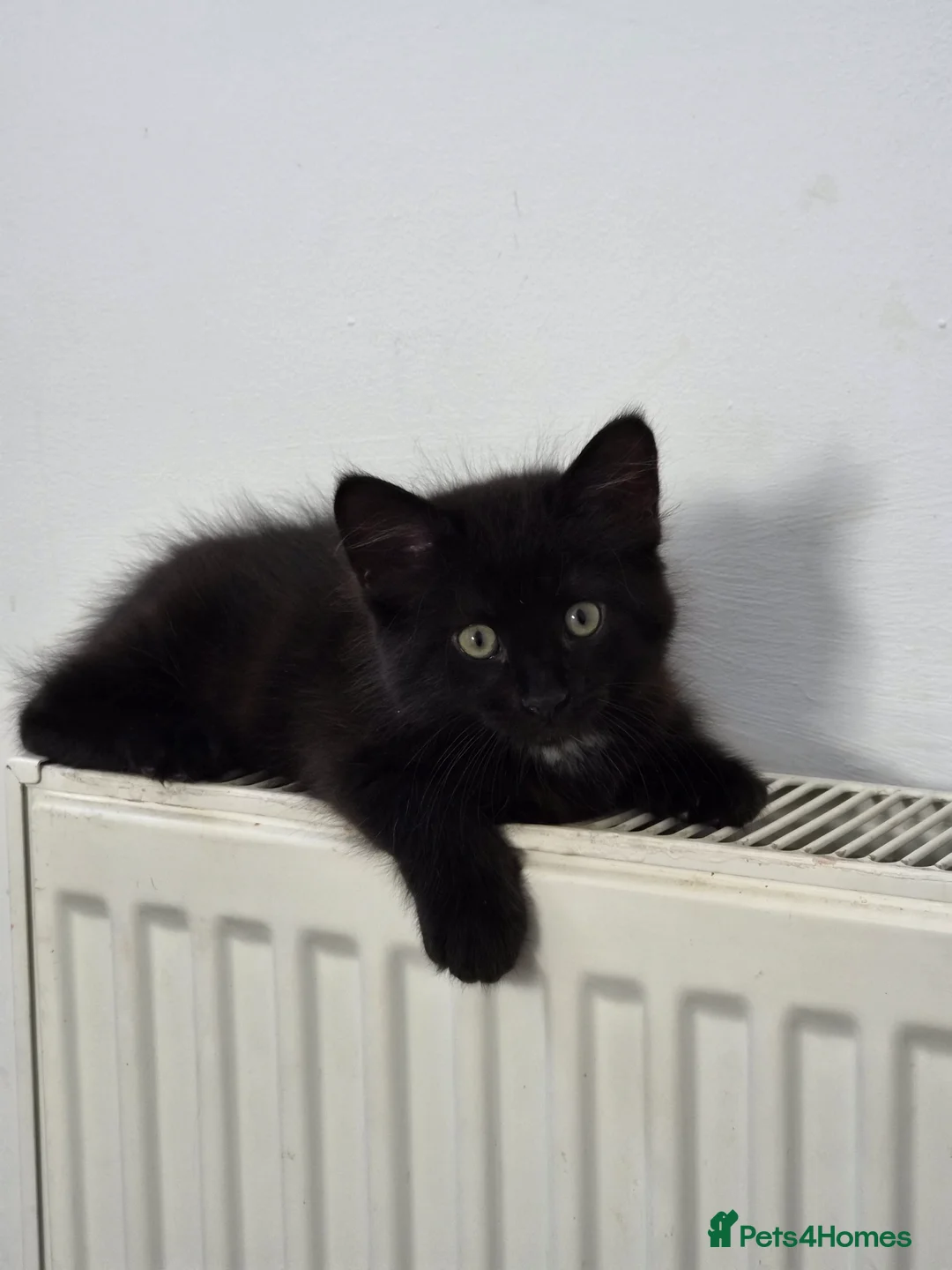 Mixed Breed cats for sale: Black and white mixed breed kitten - Advert 2