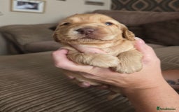 Cockapoo dogs for sale: Female cockapoo cream/beige - Image 12