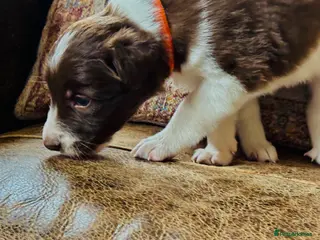 Border Collie dogs Exceptional Border collie pups - Advert 2